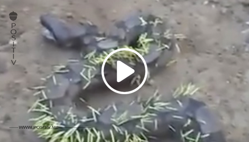Video: Schlange hat falsche Beute verschlungen.