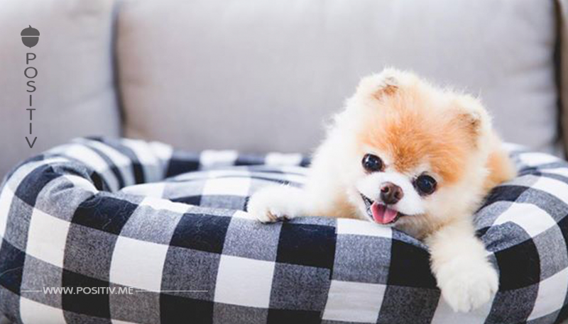 Online Sensation Boo, der  niedlichste Hund der Welt, stirbt an  gebrochenem Herzen 