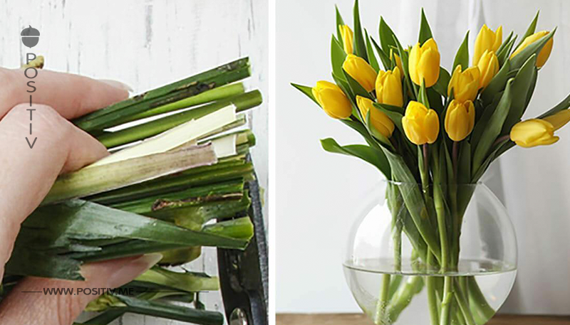 So hilfst du deinen Tulpen, dass sie länger leben: diesen einfachen Trick sollte jeder kennen