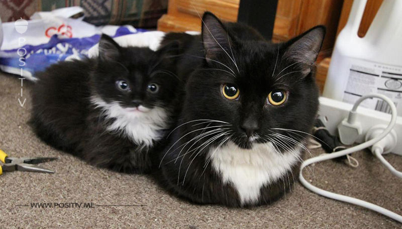 14 Katzenkinder, die genauso aussehen wie ihre Eltern.