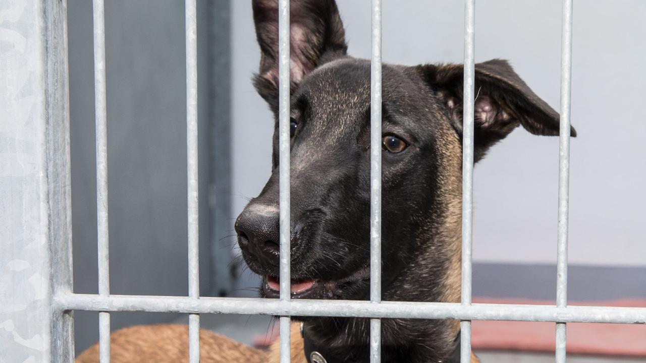 „Ich bin verhaltensauffälig“: Hund weist sich ins Tierheim ein