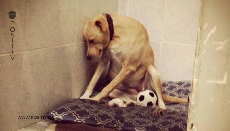 „Traurigster Hund der Welt“ in neuem Zuhause angekommen.