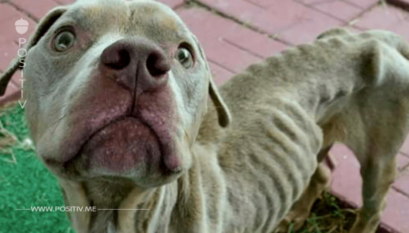 Kinder finden ausgesetzten Hund in Käfig – hungerte monatelang und war nur Tage entfernt vom Tod