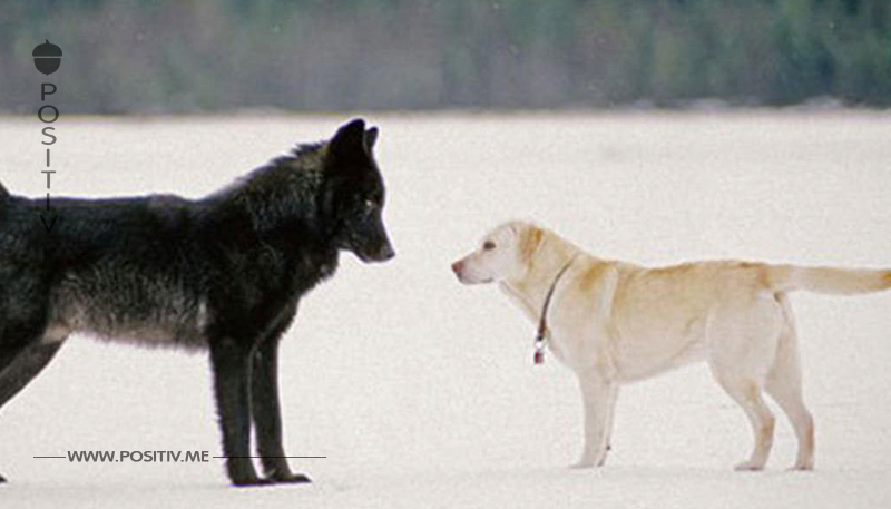 Mann fotografiert Begegnung seines Labradors mit Wolf.