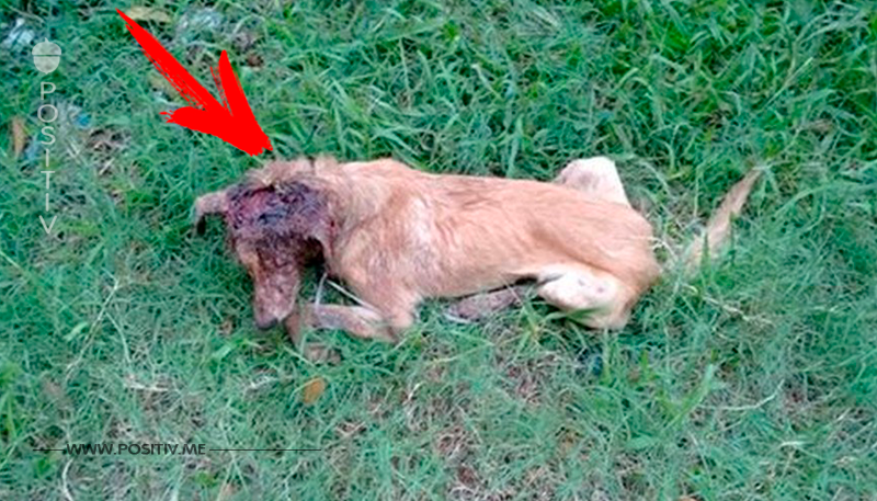 Brasilianer rettet Hund mit klaffender Kopf Wunde das Leben.