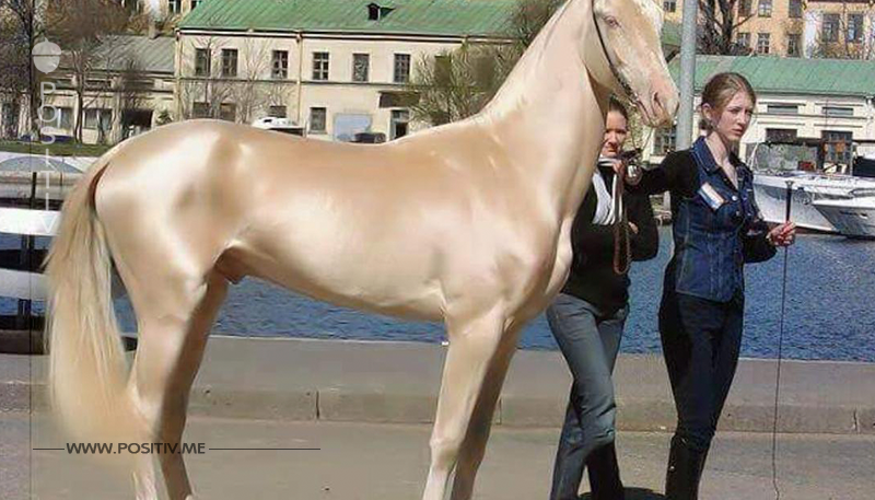 „Schönstes Pferd der Welt“ hat Fell mit Trick.