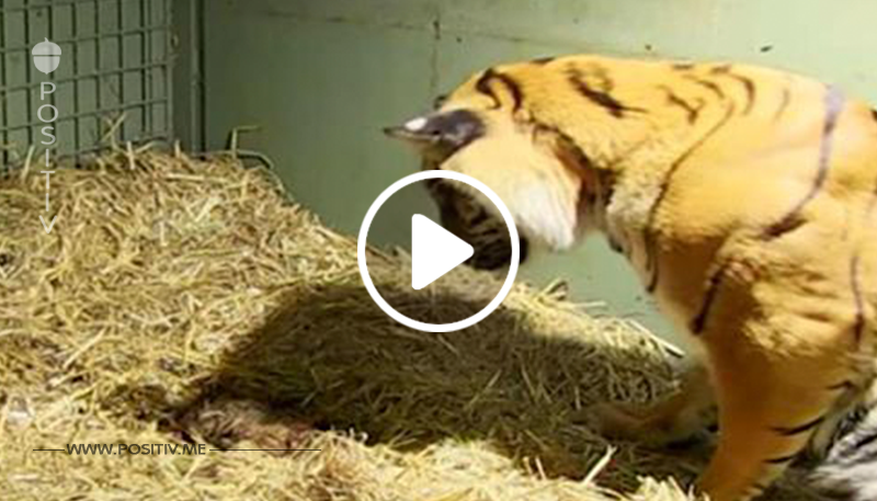 Dieser Tigermutter hatte eine Totgeburt, aber als ihre Instinkte einsetzen, verdutzte sie damit die Pfleger
