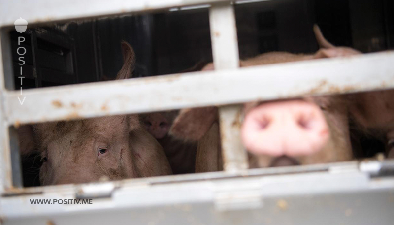 Kein Export in Drittstaaten: Bayern will Tiertransporte einschränken