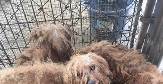 Abgemagert und mit Kot verklebt: Tierschutzbehörde rettet 700 Hunde