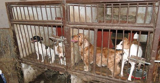 Onlinehandel mit Hunden boomt: Tierschützer warnen vor katastrophalen Zuständen