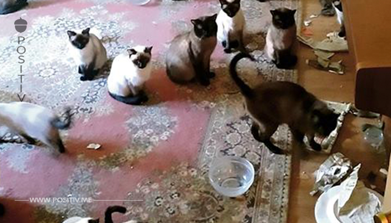 ZWEI TIERE WAREN SCHON VERENDET 37 Katzen aus Wohnung befreit