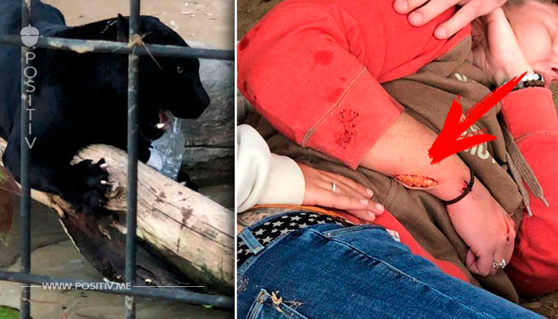 Zoo: Frau von Jaguar schwer verletzt, weil sie Selfie wollte