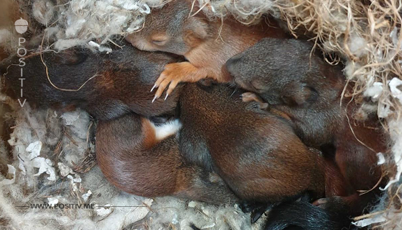 München: Feuerwehr rettet Eichhörnchen vor Absturz