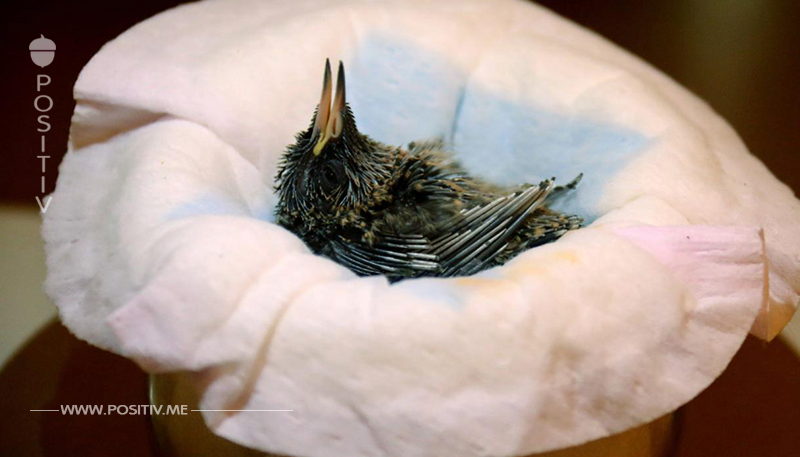In Walsrode: Adoptivmütter ziehen Kolibri-Nachwuchs groß
