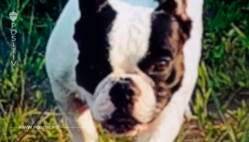 Wurde sie entführt?: Französische Bulldogge Elfi verschwunden