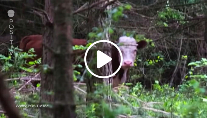 Verängstigte Kuh flieht vor Schlachter in den Wald – findet seltsame Freunde, die sie schützen