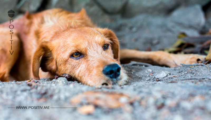 Ein ausgesetzter Hund, der mit Spray besprüht und unterernährt in eine Gasse gefunden wurde, wird wieder ganz der Alte