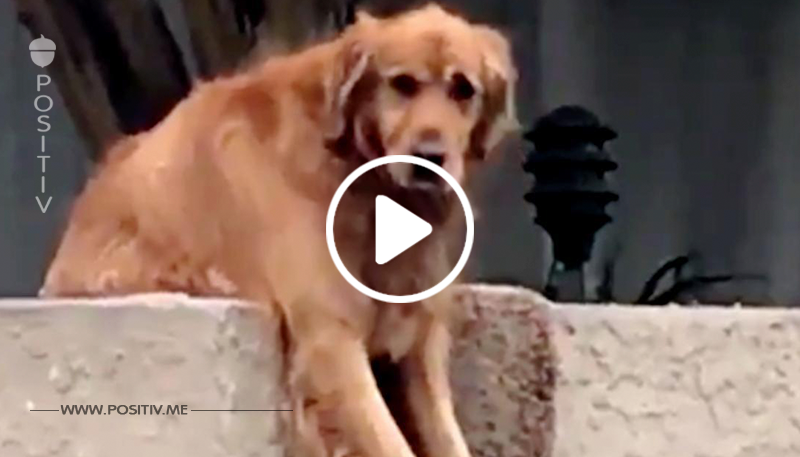 Video: Hund stellt süße „Falle“ für Passanten.