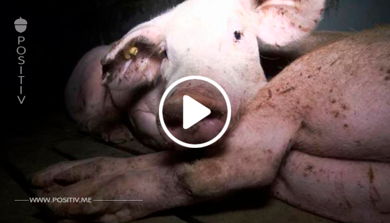 stern TV-Bericht über Schweinemast führt zu Verurteilung: Züchter aus Merklingen bekommt Haftstrafe
