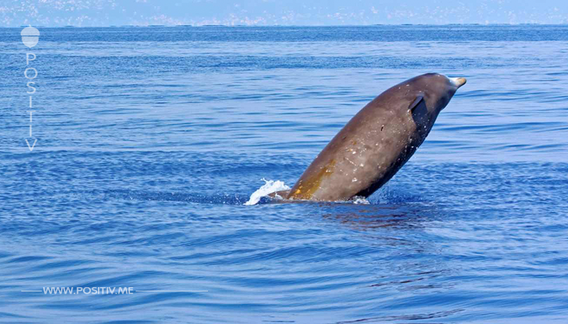 Toter Wal gestrandet - Was man in seinem Bauch fand, entsetzt wirklich alle!