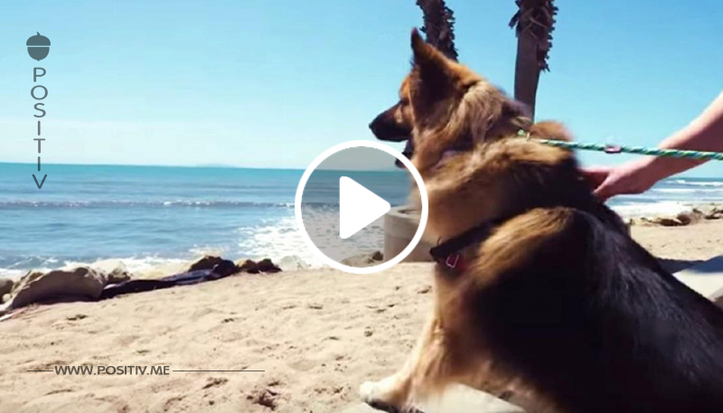 Rührende Reaktion von Hund, der zum 1. Mal das Meer sieht.