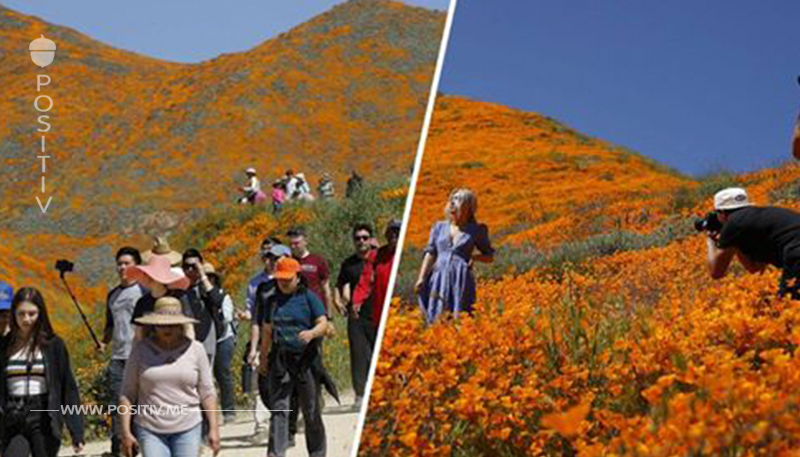 BESUCHER ZERTRAMPELTEN MOHN Kalifornien riegelt Blumenwiese ab