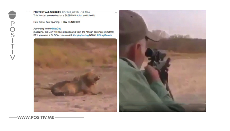 Video zeigt grausame Szenen Trophäen-Jäger erschießt schlafenden Löwen