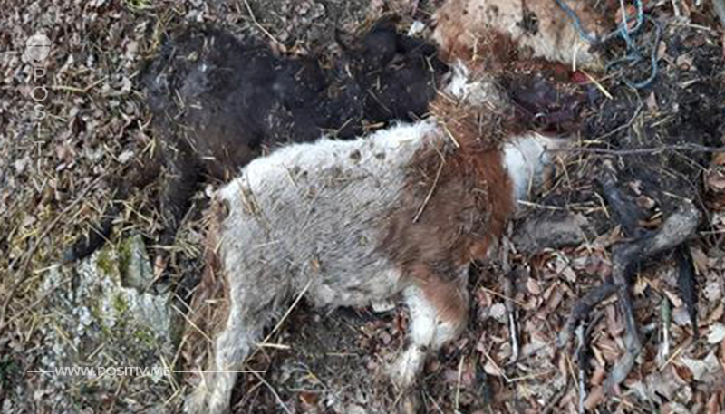 PETA SETZT 1000 EURO FÜR HINWEISE AUS Vier Ponys zu Tode gequält und weggeworfen?