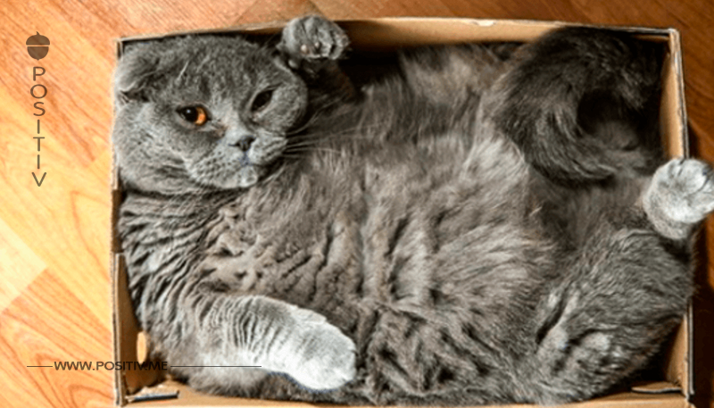 17 Katzen akzeptieren nicht, dass der Karton zu klein ist.