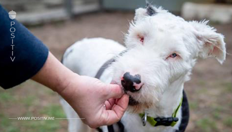 Blinder Hund: Tierheim nach Strich und Faden belogen