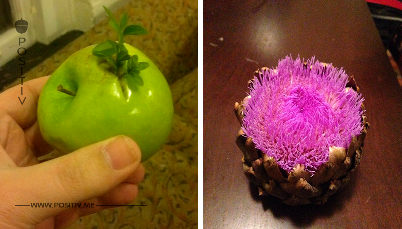 12 Bilder von Obst und Gemüse, das ein Eigenleben entwickelt.