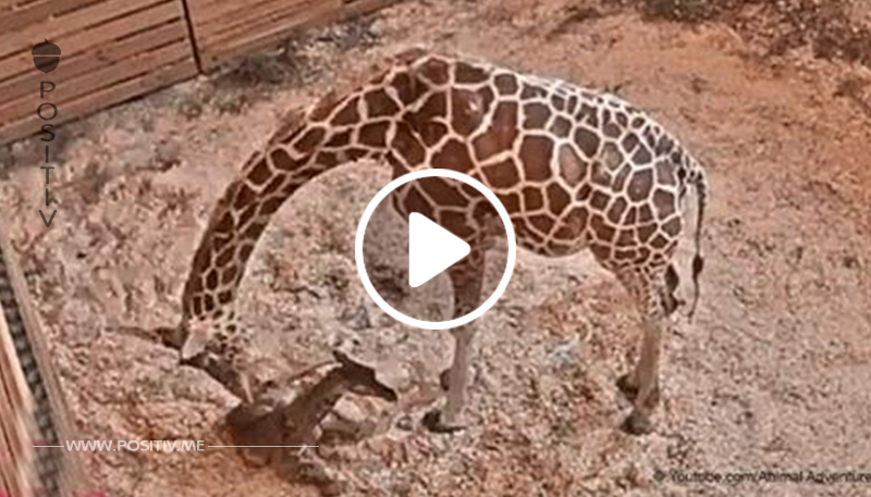 April die Giraffe hat gerade ihr fünftes, süßes geflecktes Kalb zur Welt gebracht