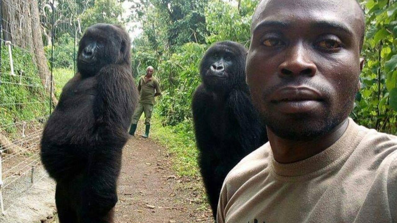 Mit ihren Pflegern: Gorillas posieren für Selfie – aufrecht stehend