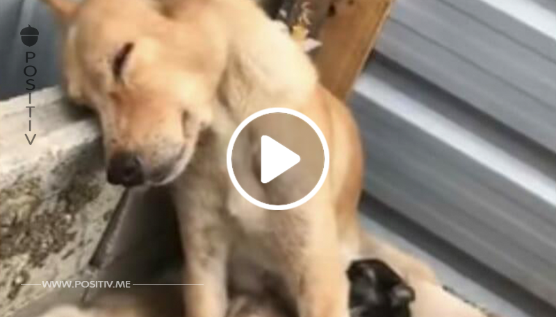 Erschöpft nimmt die Hundemama ihre letzte Kraft, um ihre Welpen zu füttern – anstatt ihr zu helfen, filmen sie