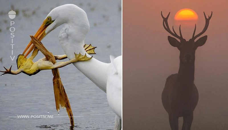 15 Naturfotos mit perfektem Timing.