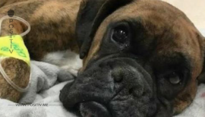 Besitzer entscheidet, dass Hund wegen der Unfähigkeit, Welpen zu bekommen, getötet werden sollte - die sekundenschnelle Entscheidung des Tierarztes wird unerwartet zum viralen Hit