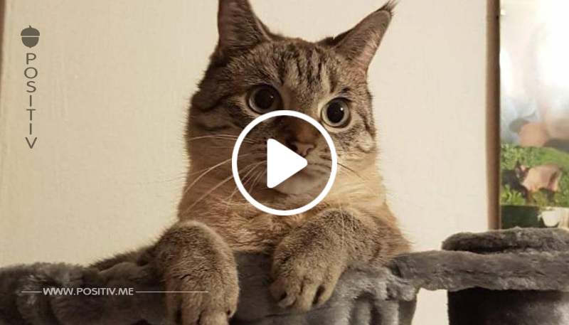Katze im Maggi-Rausch: Lalka liebt die Flüssig-Würze