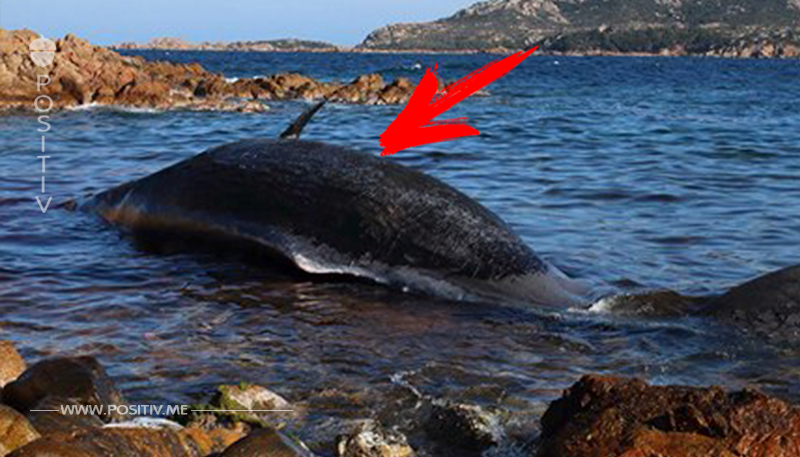 22 Kilo Plastik im Magen: Toter schwangerer Wal vor Sardinien angespült