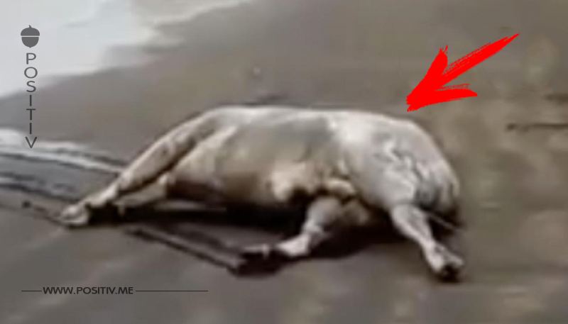Teneriffa: Tote Kühe am Strand angespült – Kadaver über Bord geworfen?