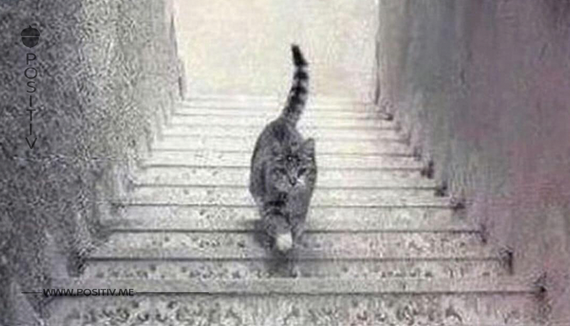 Das Bild, das das Internet spaltet: Geht die Katze die Treppe hinauf oder hinunter?