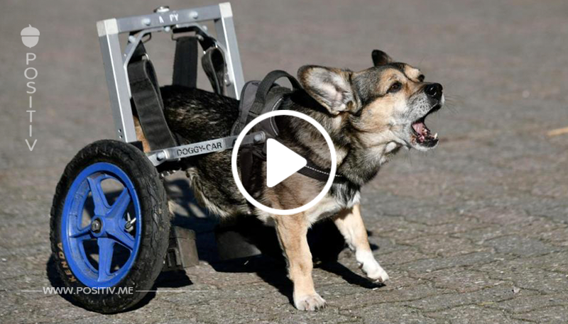 Bei Hundicap hilft Frau Dr. Peters: Das Rolli-Rudel vom Gnadenhof