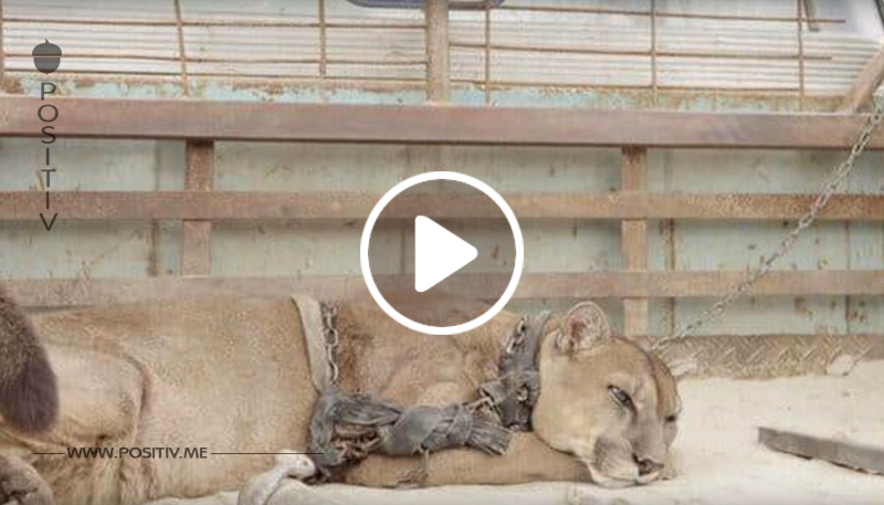 Zirkuslöwe Mufasa ist seit 20 Jahren in Ketten – schau ihn dir an, als er zum ersten Mal freigelassen wird