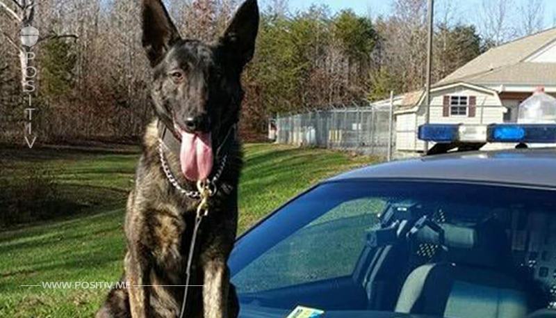 Lasst uns Polizeihund Bane Respekt zollen, der 2 vermisste Kinder in 15 min. aufgespürt & gerettet hat