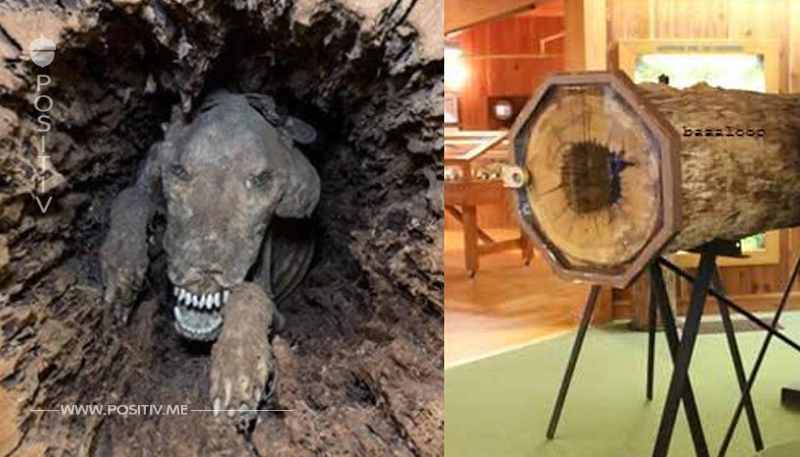 Mumifizierter Hund wird nach 20 Jahren in Baum gefunden.