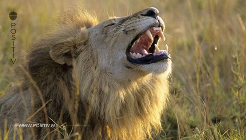 Wilderer von Elefant getötet - dann fraßen ihn die Löwen