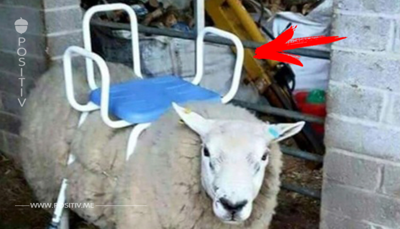 Neuseeländer bietet Schaf mit Stuhl als Sitz Rasenmäher zum Verkauf an