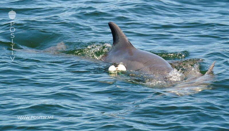 Delfinmutter trägt ihr verstorbenes Kalb vor sich her, Naturschützer geben ihr Zeit zu trauern
