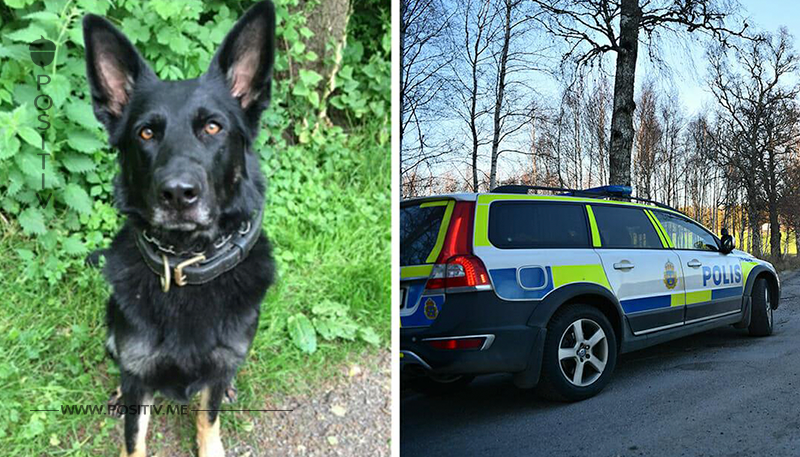 7 Stunden alte Spur gefunden & Leben gerettet – Lasst uns Polizeihund Happy Respekt zollen, den sie verdient