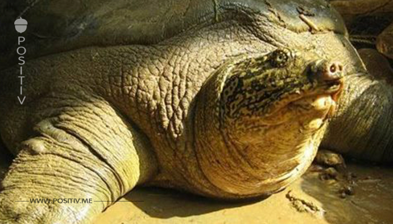 Forscher wollen seltene Schildkrötenart retten – doch dabei stirbt das letzte Weibchen