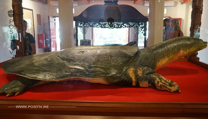 Artensterben: Letzte bekannte weibliche Jangtse-Schildkröte gestorben